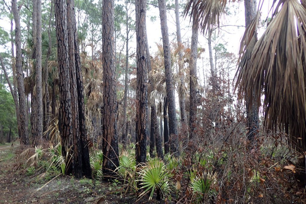 Recently burned pine uplands on the Saint Vincent National Wildlife Refuge.