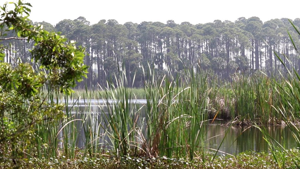 Oyster Pond on Saint Vincent Island. The tree line on the opposite shore is one of the island's ridges. The pond formed between that ridge and the one on which we stood to take the photo.