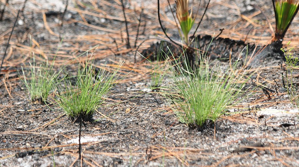 Wiregrass with charred tips, the green growth below that having grown since a recent prescribed fire.