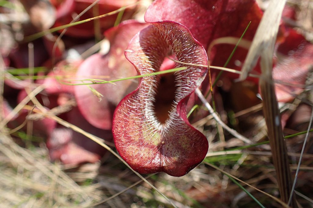 Purple pitcher plant. Note the hairs facing into the pitcher, which impede an insect trying to make its way out.