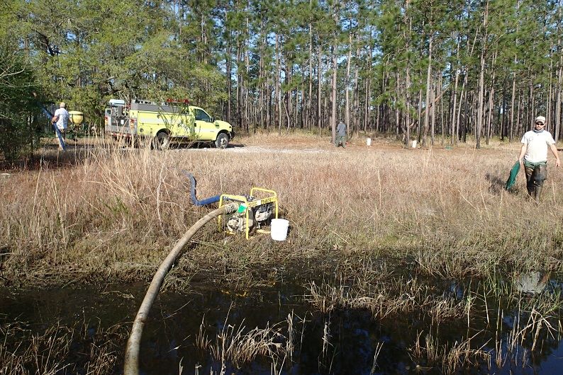 Tall Timbers Research Station let the Coastal Plains Institute use their water truck to fill an ephemeral wetland in the Munson Sandhills. This wetland houses endangered striped newts, which were released by the CPI. The wetland had started to go dry, which would keep the newts from breeding and repopulating the forest.