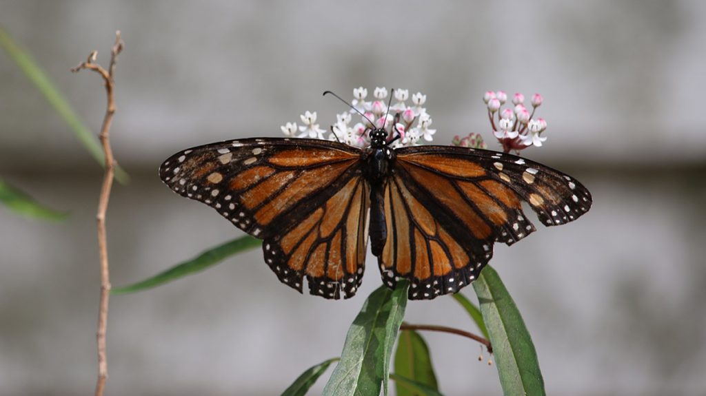 Monarch butterfly on swamp milkweed.
