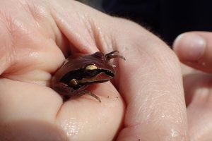 The ornate chorus frog is one of the cuter residents of a Munson Sandhills wetland.