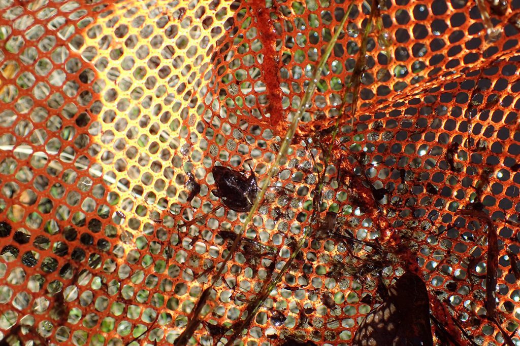 Cricket frog in orange net.