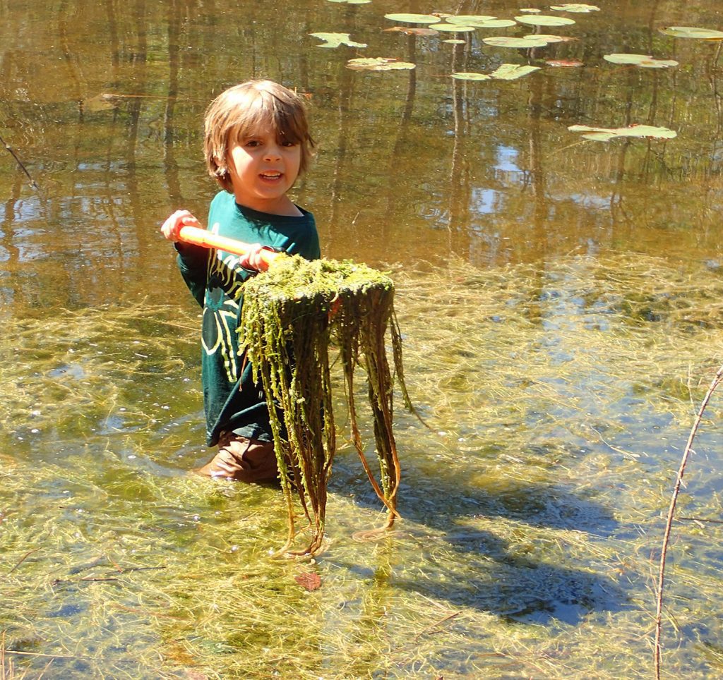 Max nets aquatic vegetation in an ephemeral wetland in the Apalachicola National Forest.