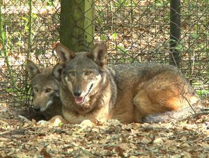 Red wolf mating pair at the Tallahassee Museum.