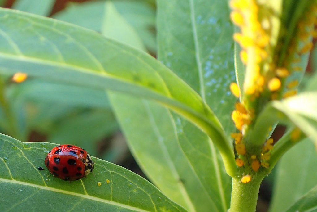 A ladybug stalks milkweed aphids.