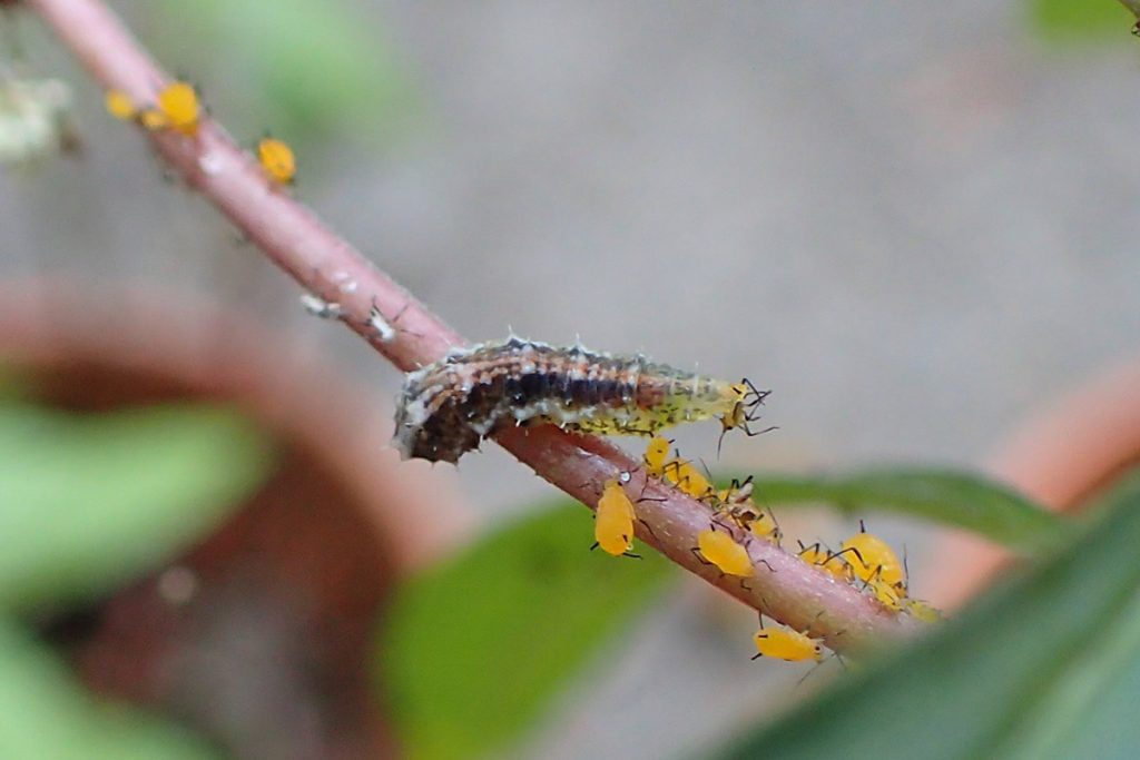 Syrphid larva eating a milkweed aphid on a milkweed plant.
