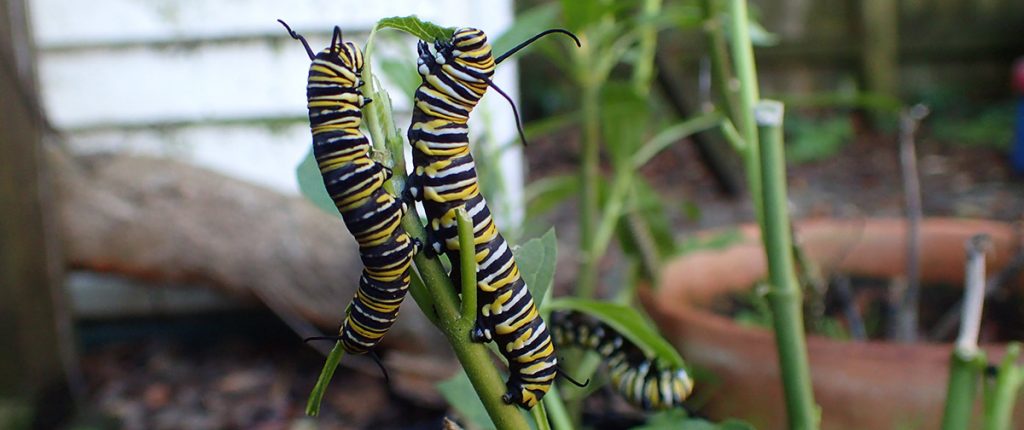 Three monarch caterpillars feed on milkweed plant.