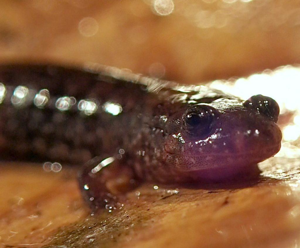 The Apalachicola dusky salamander (Desmognathus apalachicolae)