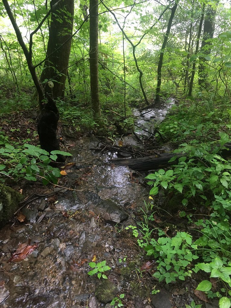A small mountainside stream.
