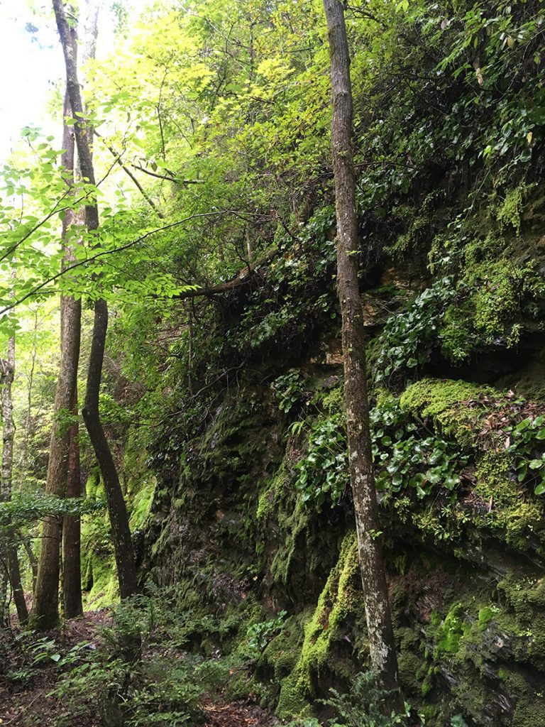 A steep rock wall covered in moss.