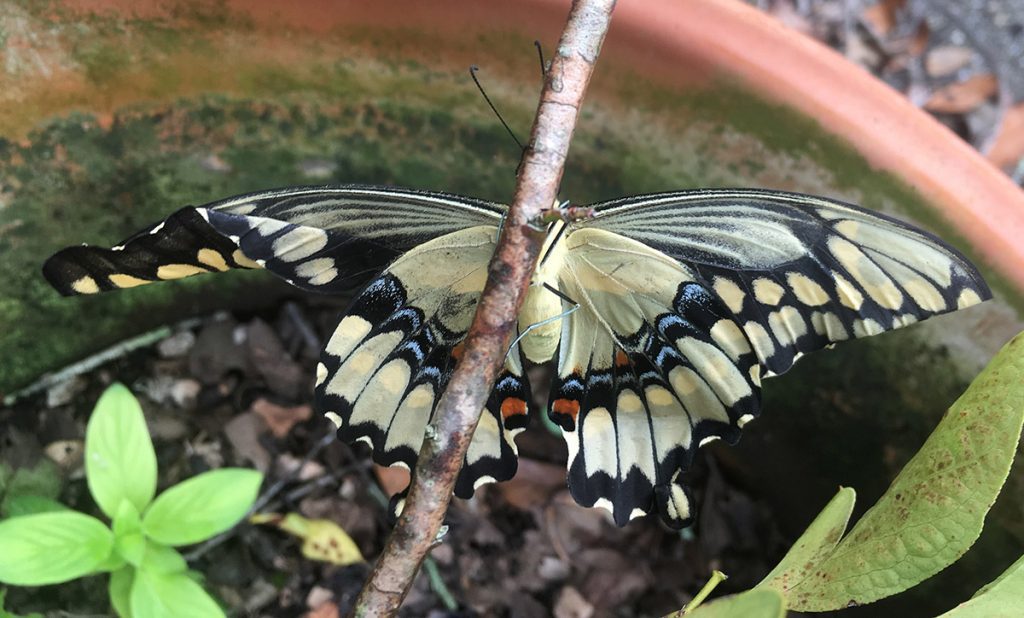 Giant swallowtail butterfly with damaged wing
