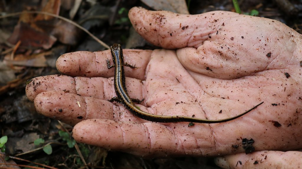 The three lined dwarf salamander (Eurycea guttolineata), being held by Dr. Bruce Means.