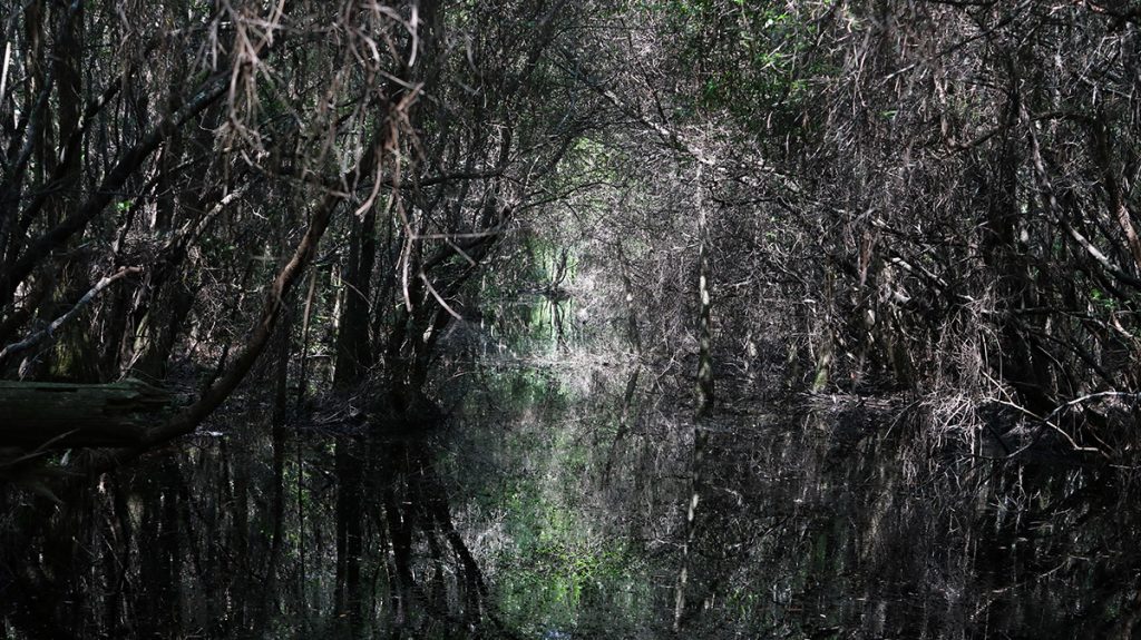 Titi swamp in the Bradwell Bay Wilderness Area, Apalachicola National Forest. The swamp is slightly flooded under a dark canopy- a dark and mysterious place.