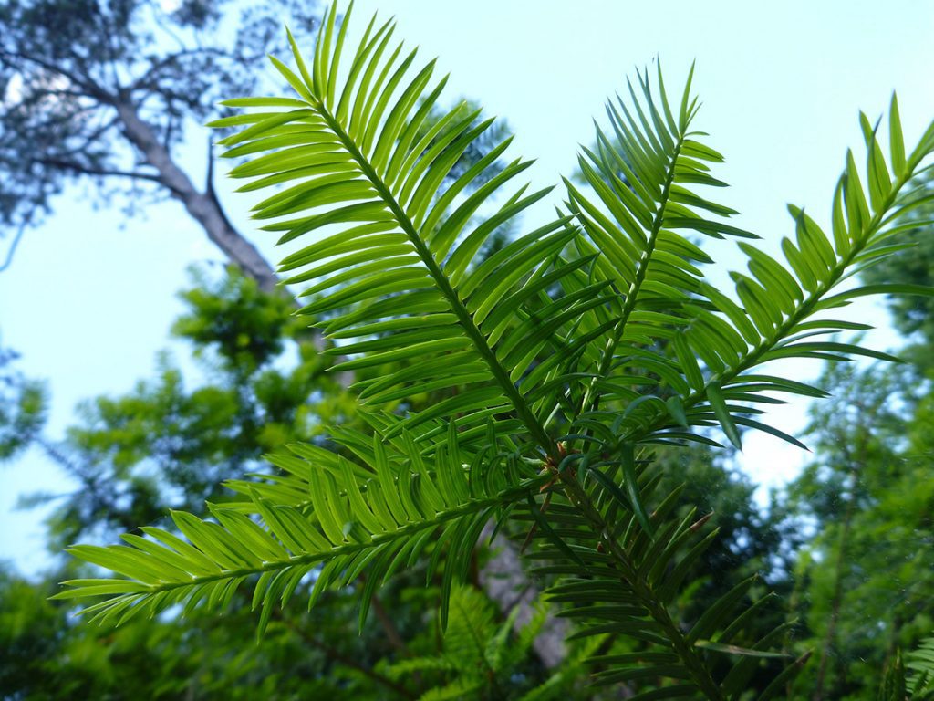 The needles of a Florida Torreya tree (Torreya taxifolia)
