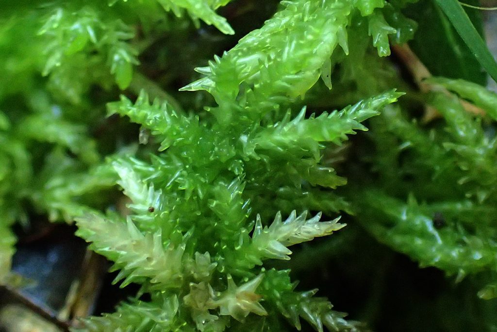 Sphagnum moss found on a seepage slope.