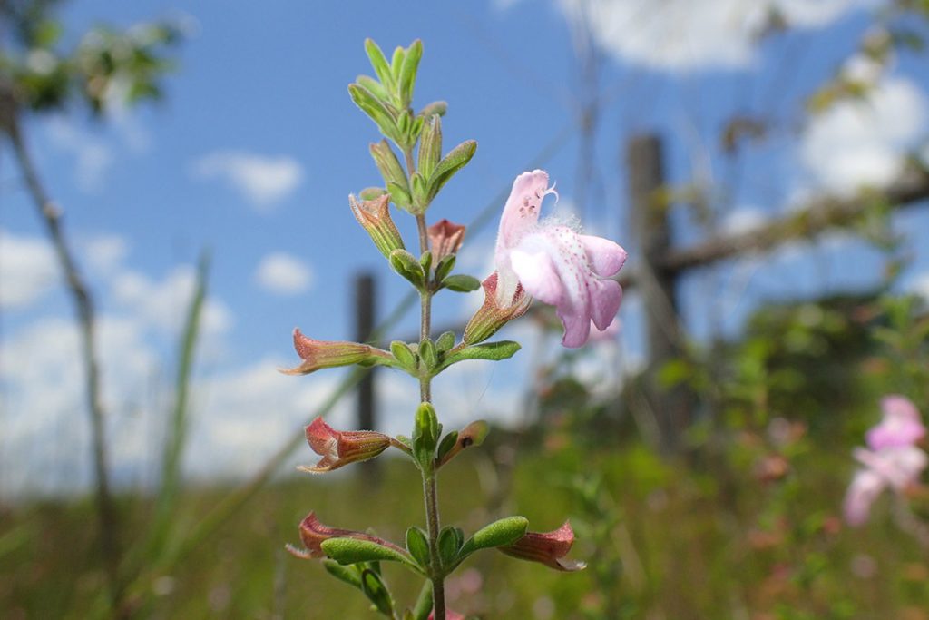 Apalachicola rosemary (Conradina glabra), found on a roadside in Liberty County, Florida.