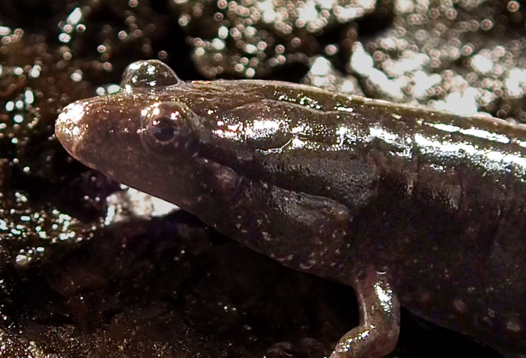 The southern dusky salamander (Desmognathus auriculatus)