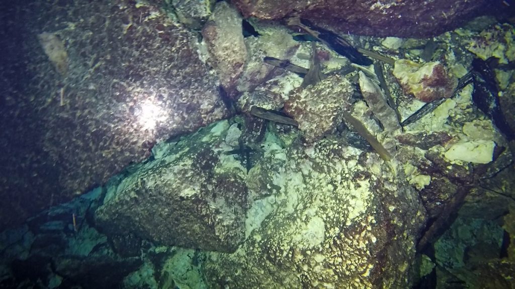 Large bones, likely mammoth, among rocks in the head spring of the Silver River. Image Courtesy Matt Vincent, Karst Underwater Research.