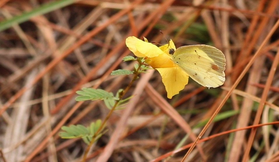 Little yellow (Pyrisitia lisa)
