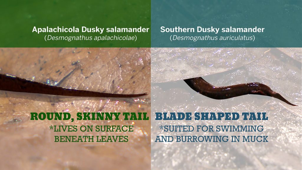 A comparison of the tail shapes of the southern dusky salamander and the Apalachicola dusky salamander.