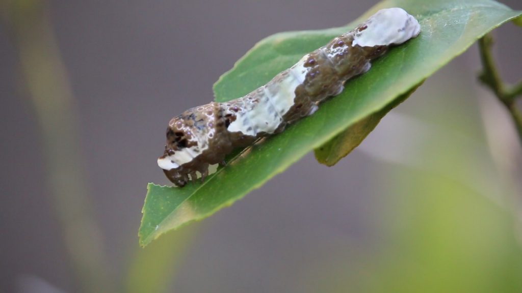 Giant swallowtail caterpillar (Papilio cresphontes)