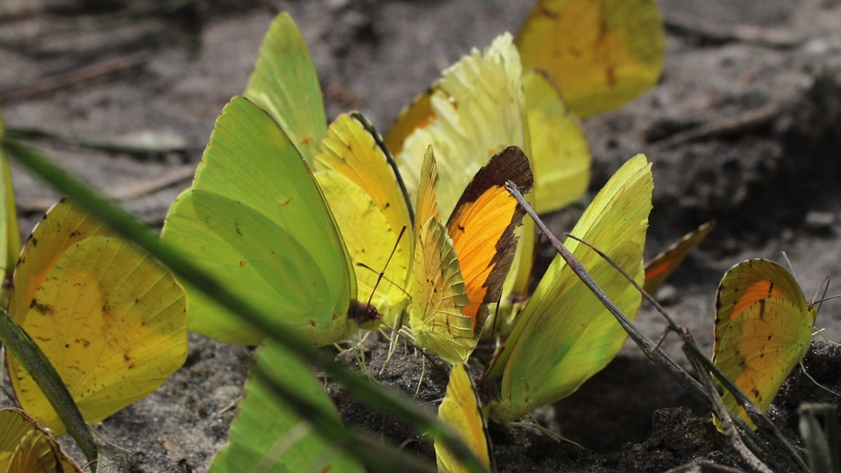 The larger, grenish hued butterflies are cloudless sulphur. Slightly smaller are the sleepy orange (Abaeis nicippe), you can see the orange on the top wing of one at the center of the photo.