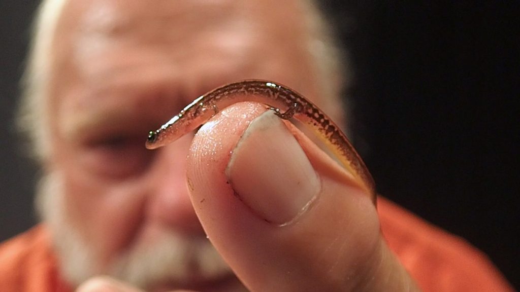A Hillis's dwarf salamander perches on the finger of Dr. Bruce Means.