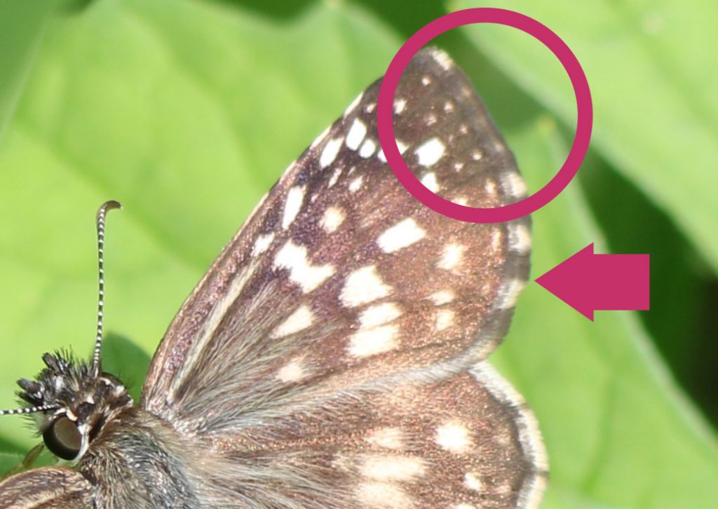 A closer look at the forewing of a tropical checkered-skipper. A subtle variation in the pattern differentiates it from the male white checkered-skipper, which has an almost identical pattern.