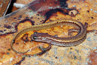 The western dwarf salamander, Eurycea paludicola. Photo courtesy Bruce Means.