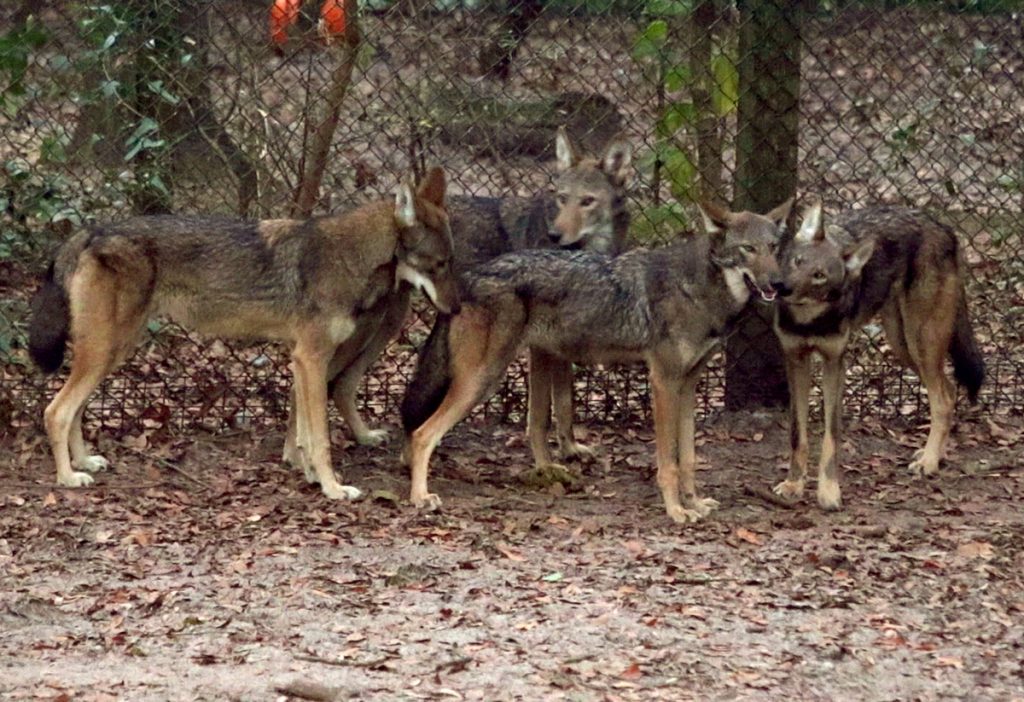 Four red wolves, the mother and three eight month old red wolf puppies.