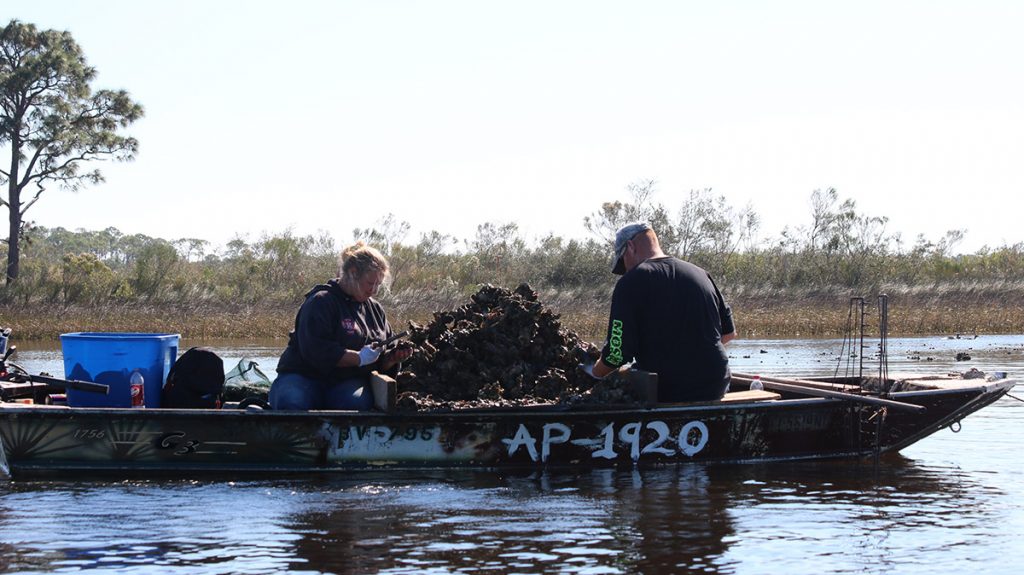 This Carrabelle couple keeps busy culling clumps of oyster at the mouth of Chaires Creek.