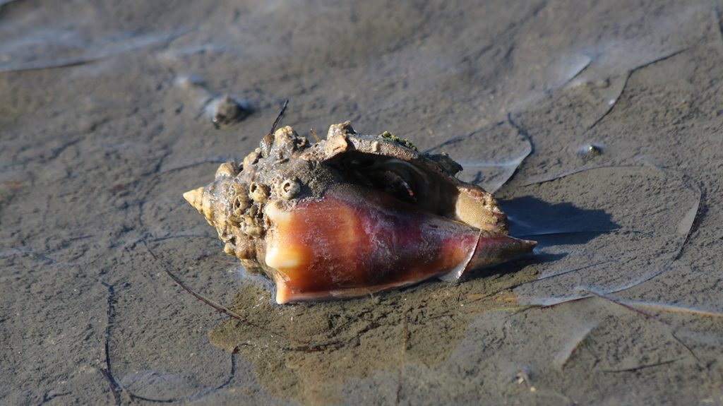 On a sand flat along a salt marsh, a hermit crab dressed in crown conch shell hides from a camera.