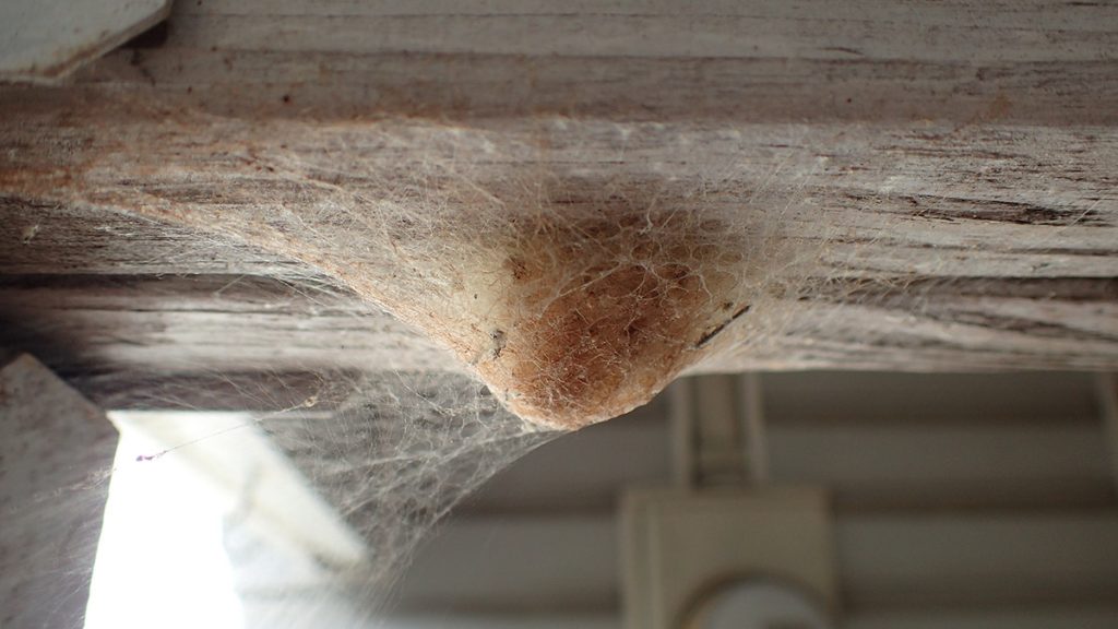 Moth cocoon hanging from the top of a porch.