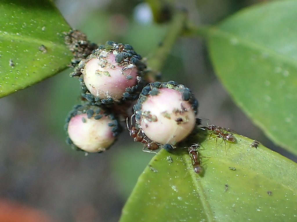 aphids and ants on Meyer Lemon flower buds.