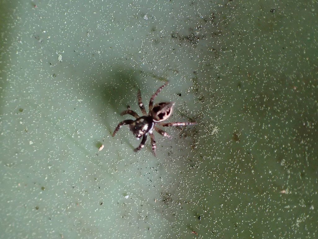 Bug 19: A spider.