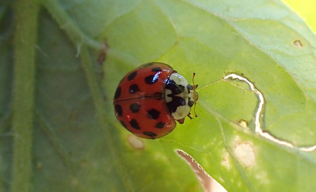 A ladybug hiding under a tomato leaf.