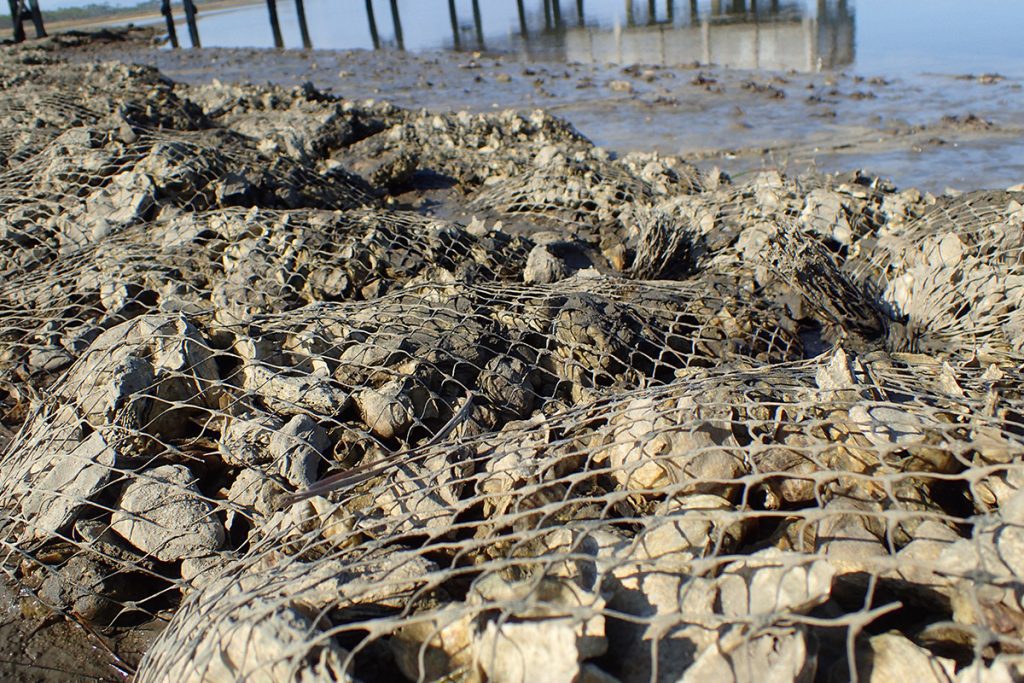 Next to an observation deck just off of Bald Point, the state park has lined the coast with bagged oyster shell. Oysters will settle on such artificial reefs, creating habitat and preventing erosion.