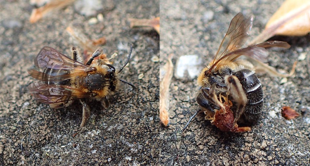 Mining bee in the genus Andrena