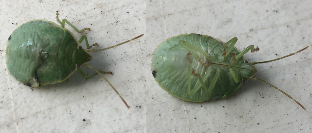 Green insect, with views from above and below.