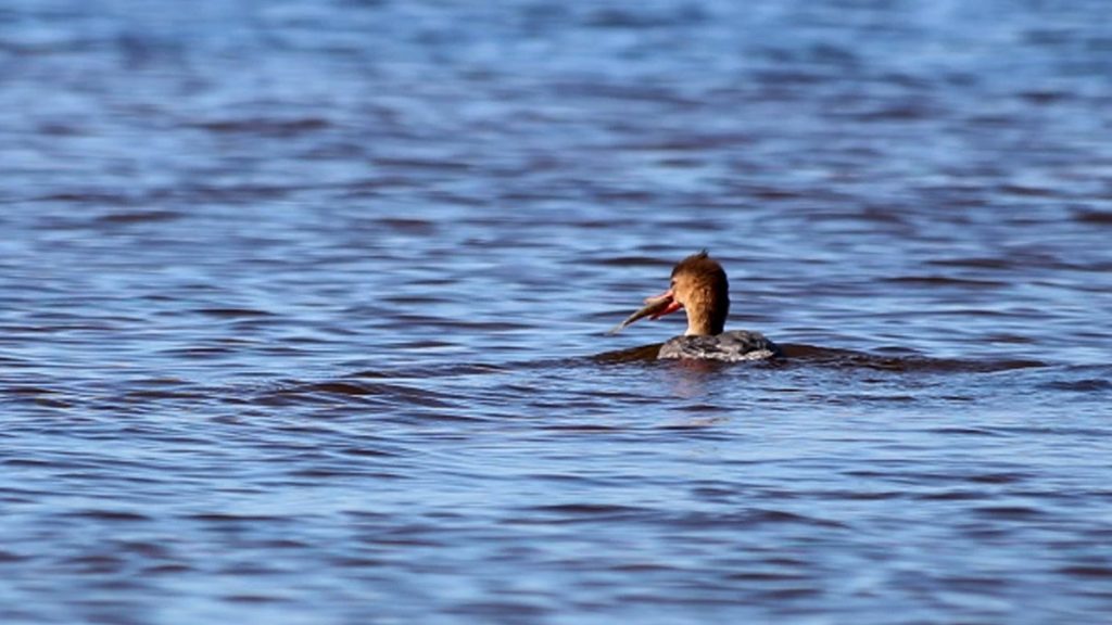 Red breasted merganser- a migratory duck visiting coastal Florida in the winter, with a fish in its bill.