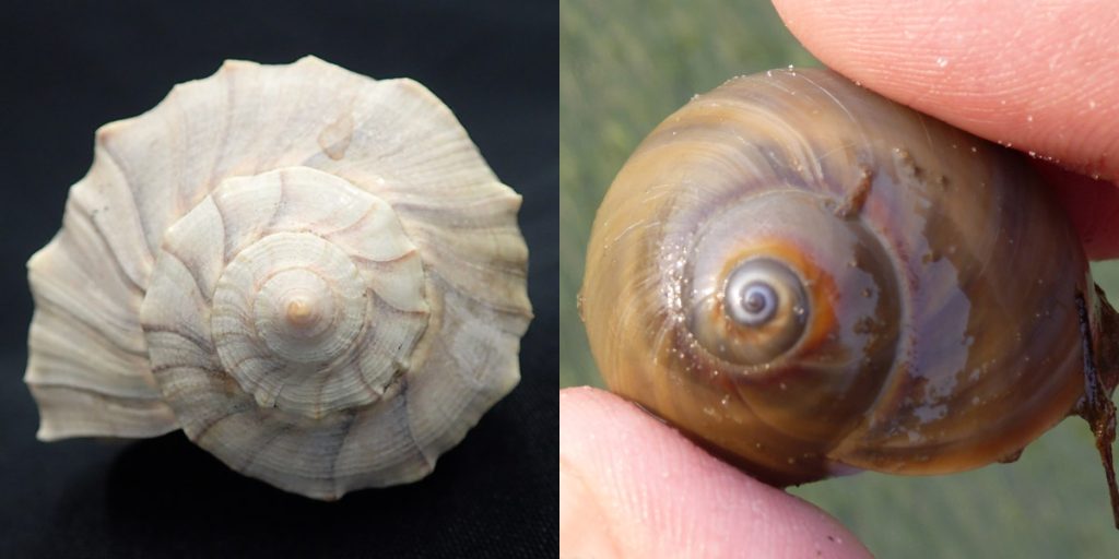 Left- the Lightning whelk, Busycon contraries. On the right is the Atlantic moon snail, Polinices duplicatus. The lightning whelk is the only snail whose shell spirals to the left.