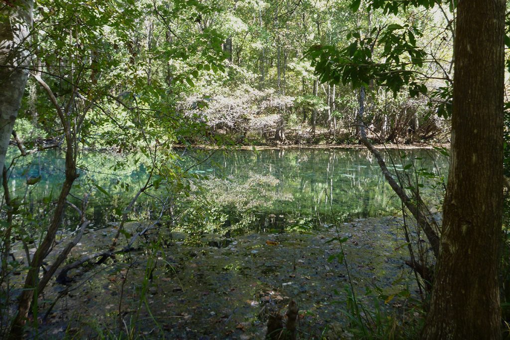 Sally Ward Spring, a smaller spring next to Wakulla Spring, which also feeds the Wakulla River.