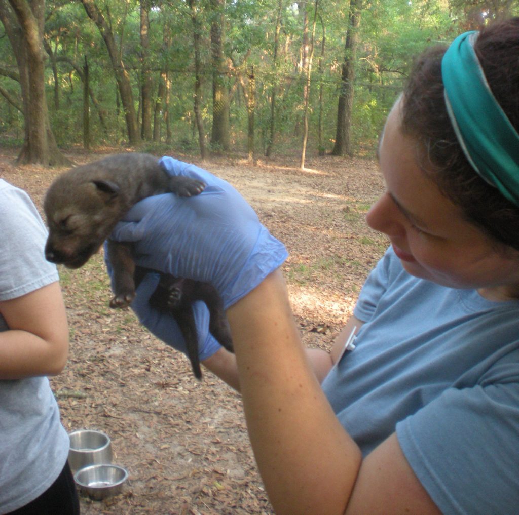 Tallahassee Museum animal handler Laura Augustine holds a one week old red wolf puppy during a checkup.
