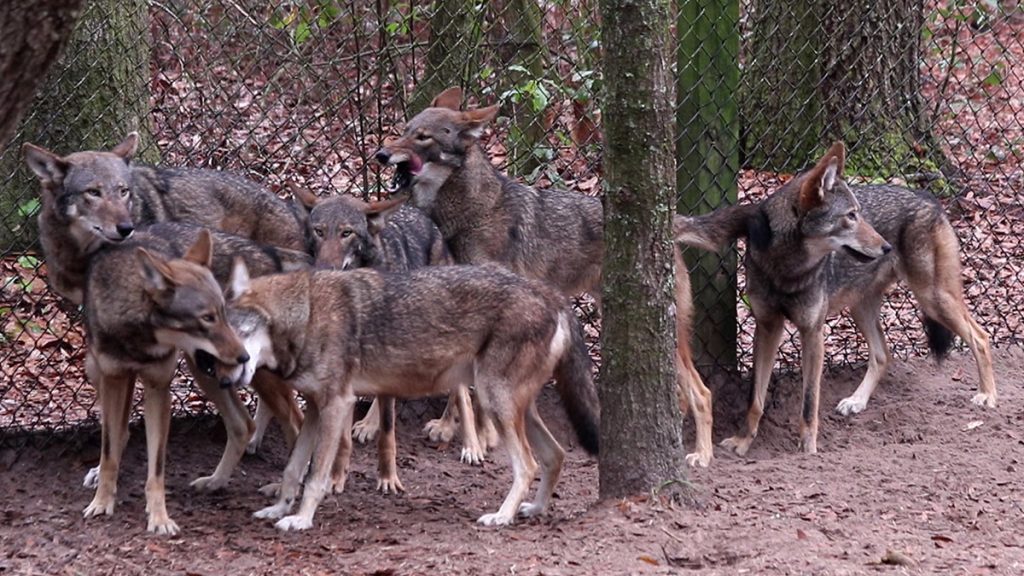 Tallahassee Museum red wolf pack- March 2018