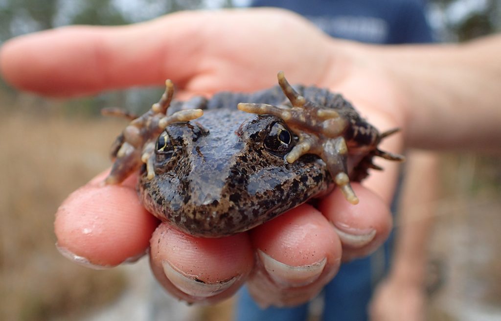 Rebecca Means holds a gopher frog in her hand. It has contracted into a defensive posture, front feet in front of its face.