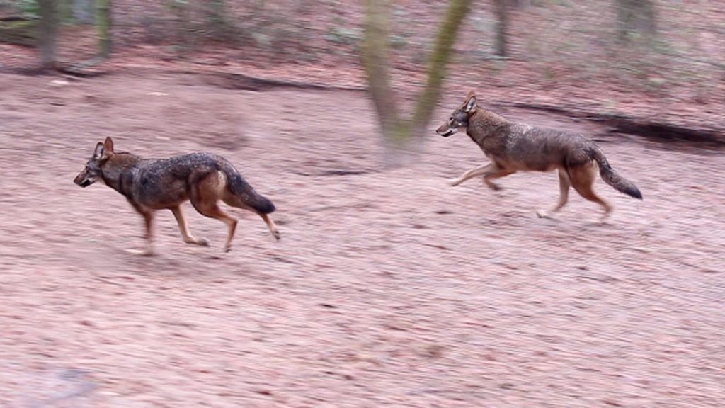 Two red wolf puppies run at the Tallahassee Museum.