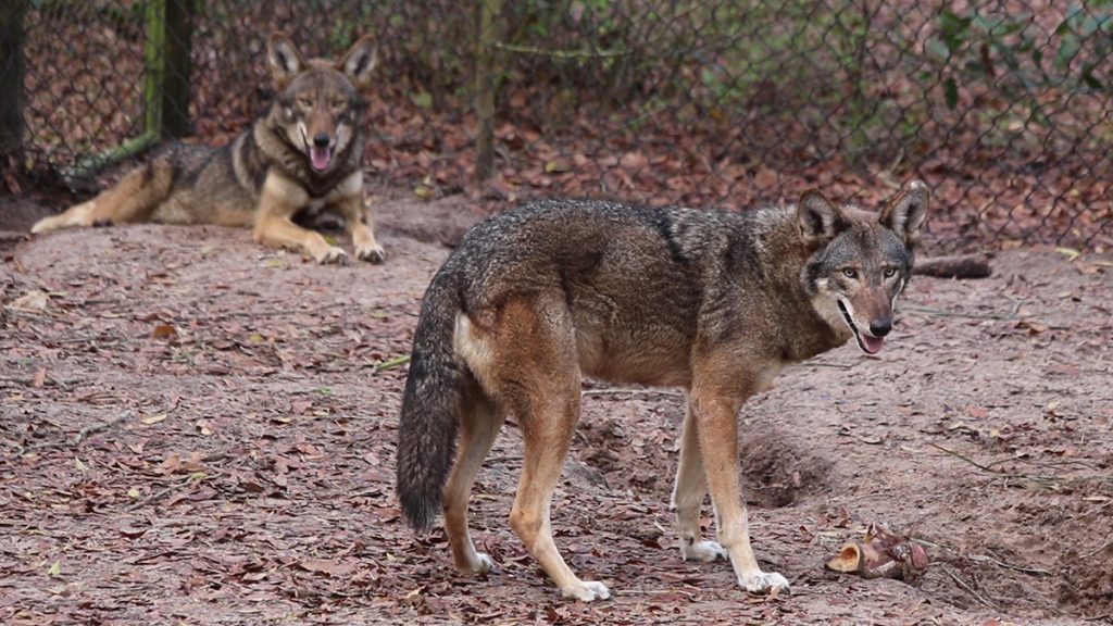 Male breeding red wolf at the Tallahassee Museum, father to the 2017 litter born there.