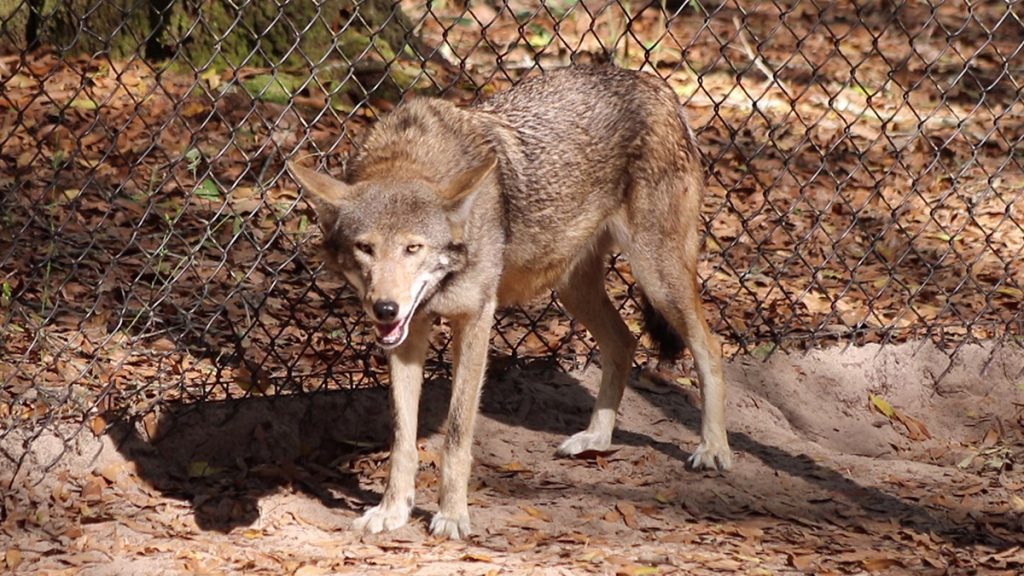 The female breeding red wolf at the Tallahassee Museum, mother to the 2017 litter of wolf pups born there.